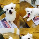 왈왈애견미용샵 이미지