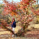 11/8(금)온양곡교천은행나무길아산현충사 뚜시꿍야님진행 사진(용마) 이미지