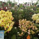 새만금꽃화원 이미지