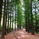 황토메타길 이미지