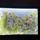 문경 오미자테마터널 이미지