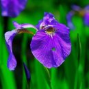 하늘향기 이미지