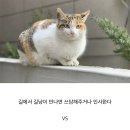 길냥이 만나면 아는 척 한다 VS 안 한다 이미지