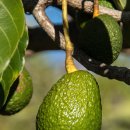 아보카도 이미지