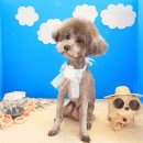 서현애견미용실 이미지