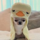 [공연후기] 25.06.05 롯데콘서트홀 KBS교향악단X정명훈의 브람스 3,4