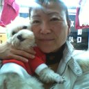 루루강아지 이미지