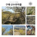 구례 산수유축제 이미지