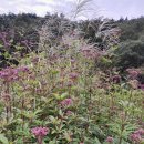 등골농장 이미지