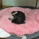 블럭비즈몬 이미지