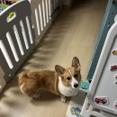 키스더도그/아르테미스 이미지