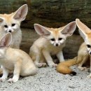 여우PC방 이미지