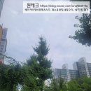 베이커리아씨시 네이버블로그