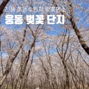 진해 웅동수원지 벚꽃단지 개방 소사마을 주차장 셔틀버스