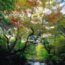김*인 Daum카페