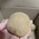 봉이네농장 | 올팜 감자 후기