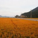 소라면 가사리 이미지