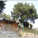 강진8호 이미지