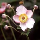 아네모네 - 거제시 | 아네모네