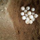 복자농장 이미지