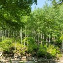 빛-자작나무 이미지