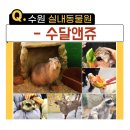 (주)수달앤쥬 | 수원 아이랑 가볼만한 곳 카피바라있는 실내동물원 수달앤쥬