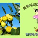 춘정농장 네이버블로그