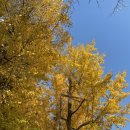 군산우리별유치원 | [군산] 가을 군산 여행(군산=고추짜장)