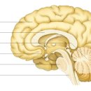 뇌 의 구조및 기능 , 관련질환 이미지