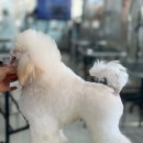 그루밍독 연구소 이미지