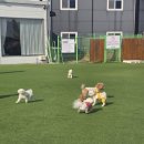 레인바우 | 레인바우 애견카페 시흥 방문후기