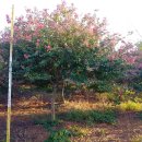 계수농장 이미지