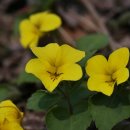 노랑고개 이미지