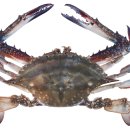 서해꽃게 이미지