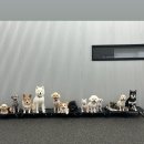 올 마스터 독 이미지