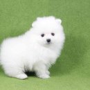 도그블랑 이미지