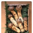 송이버벗 이미지