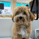 대형견 이발소 이미지
