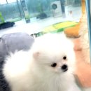 도그파파안 이미지