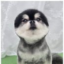 애견미용 이미지