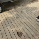 [충남 태안] 바다뷰 애견동반가능 꾸지나무골해수욕장캠핑장 B구역 6번 후기