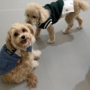 행정타운로 | 광주 강아지 유치원 추천! 광주시청 인근 놀러오개 송정점 후기