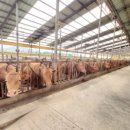 백암축산 이미지