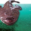 아귀자리 이미지