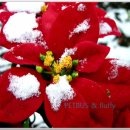 럭셔리애견사랑 이미지