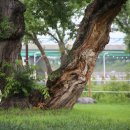 12th forest 이미지