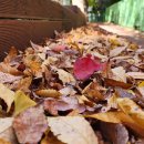 11월20일 금요일 아침에편지 이미지