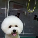 푸른펫살롱 이미지