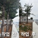 오산 나무조경 가지치기벌목