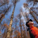 솔잎향기 이미지